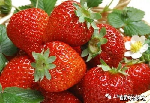 史上最全的各种水果的属性与功效