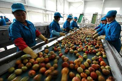 广东阳江生鲜水果市场观察 供应链深度解析与现代农业新机遇